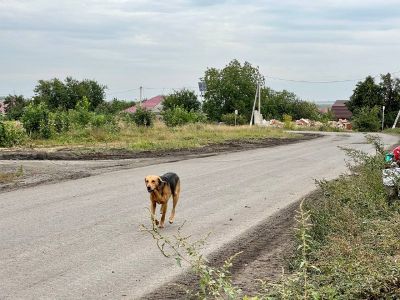 Село Журавлевка. Фото: Настоящий Гладков / Telegram